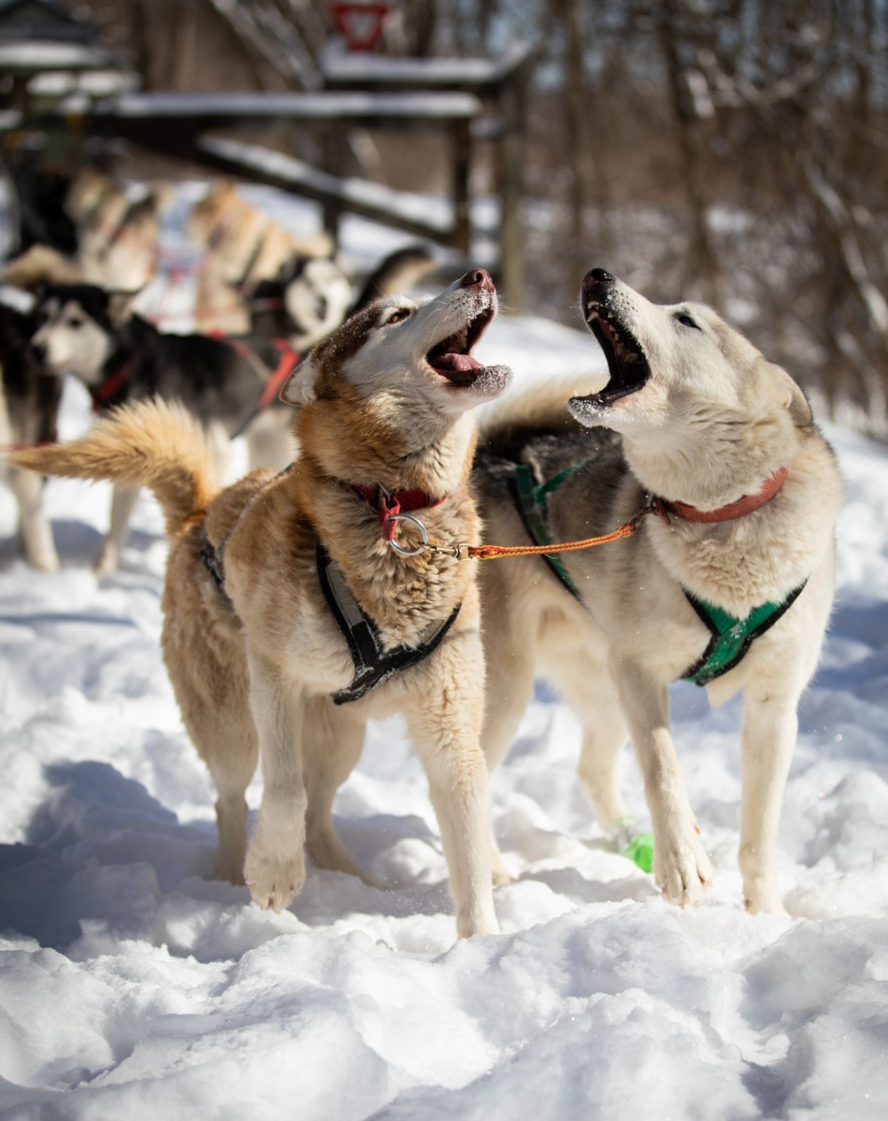 Snow treat for sled dog team
